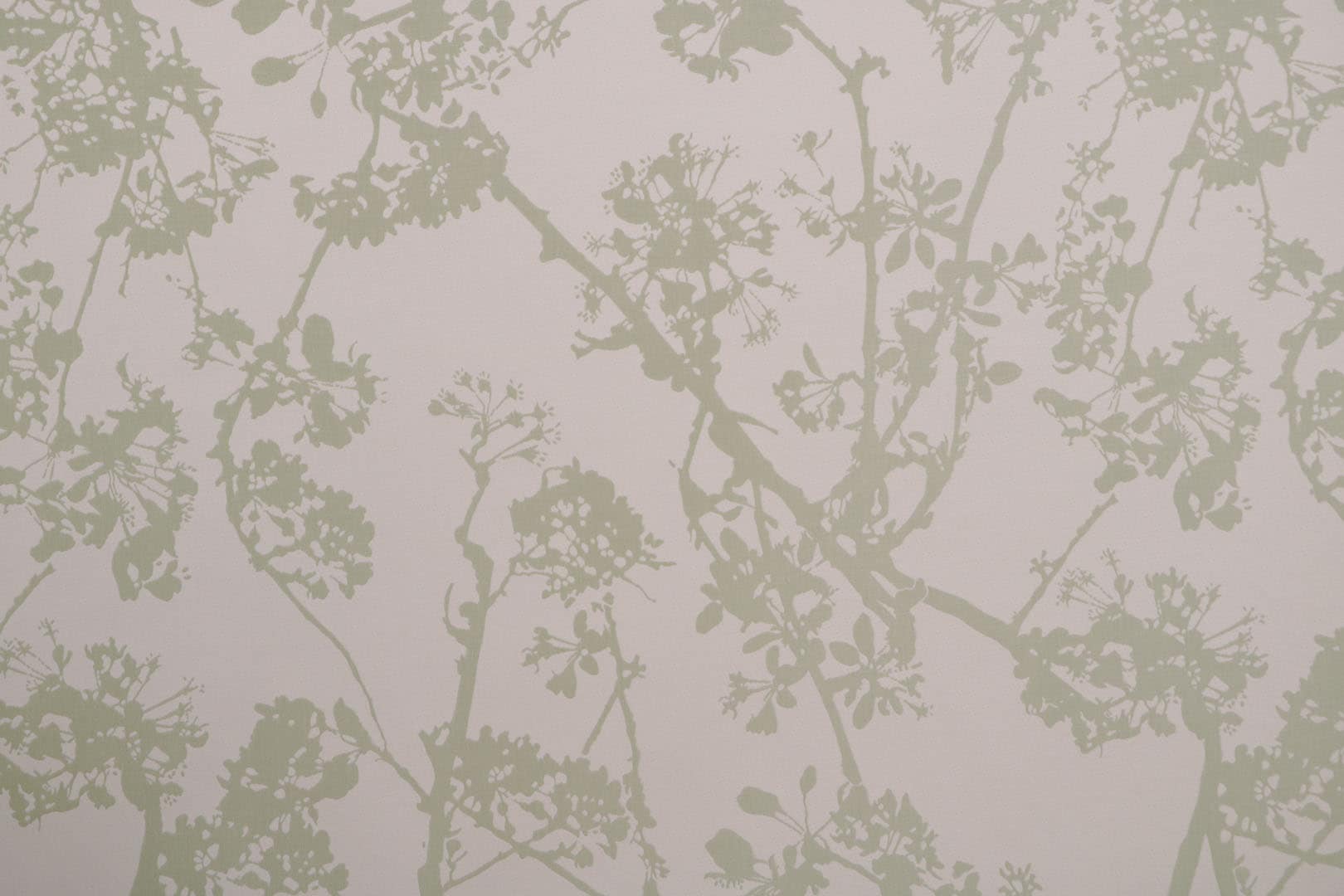 CLOROFILLA 003 Clorofilla av.