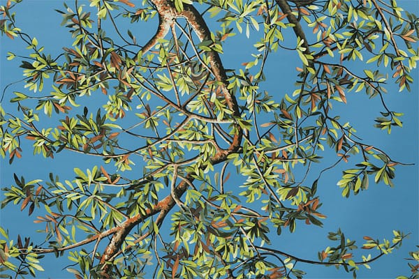 ULIVO<br />003 Azzurro sc