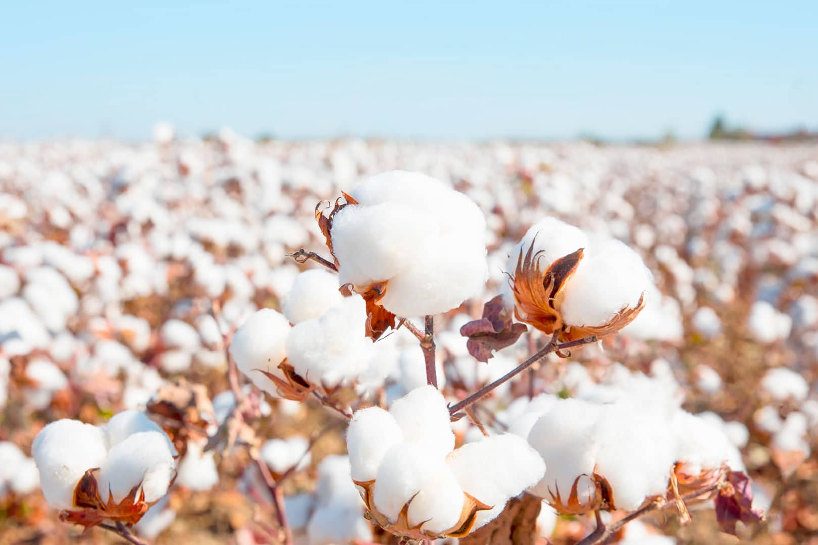 Better Cotton Initiative - Sustainable cotton