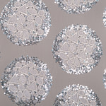 Laces-Embroidery Apparel Fabric TC000806