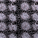 Polka dot Jacquard Apparel Fabric TC000944